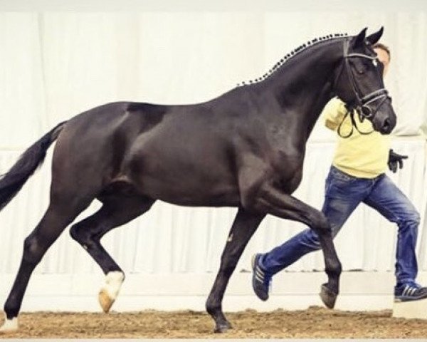 stallion Herzbeben 3 (Hanoverian, 2015, from Hochadel)