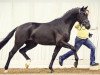 stallion Herzbeben 3 (Hanoverian, 2015, from Hochadel)