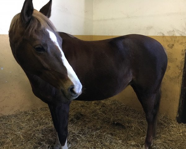 broodmare Mercedes (German Riding Pony, 2007, from No Limit)