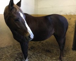 broodmare Mercedes (German Riding Pony, 2007, from No Limit)