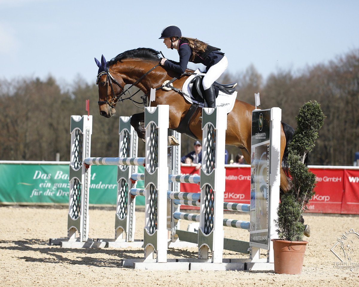 jumper Quitus 4 (Oldenburg, 2009, from Quidam de Revel)