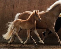 stallion King MK (German Classic Pony, 2013, from KC Coyne Connection)