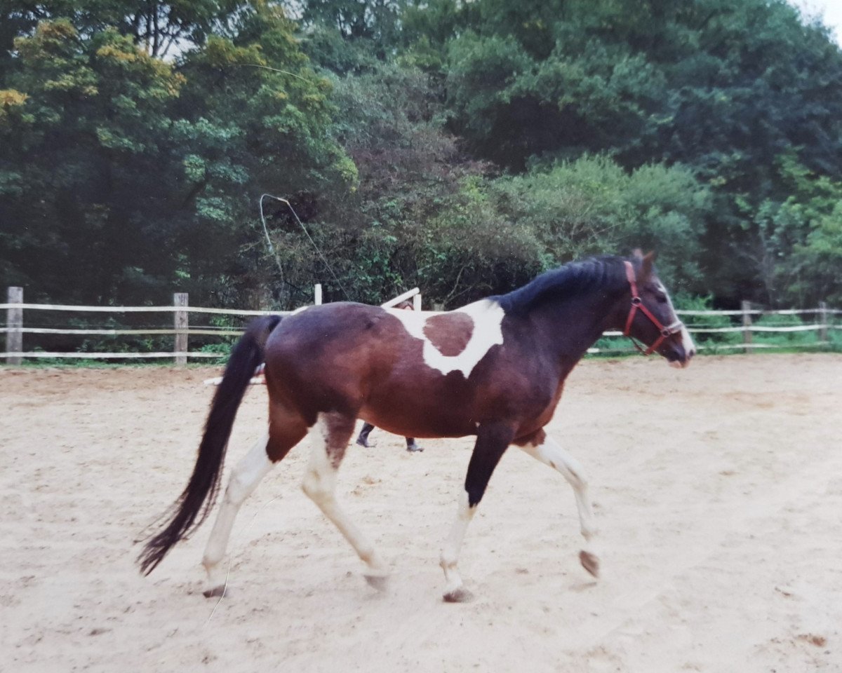 Deckhengst Cuba (Polnisches Warmblut, 1993, von Aromat)