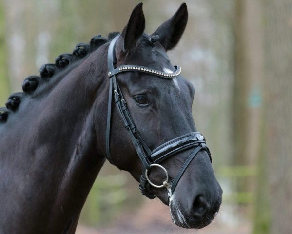 dressage horse Ballantines KB (Westphalian, 2013, from Belconi)