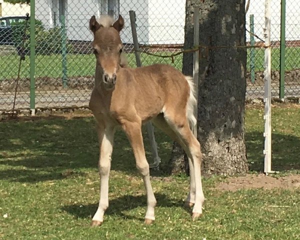 broodmare Lee-Ann MK (German Classic Pony, 2016, from Blastou v.Clus)