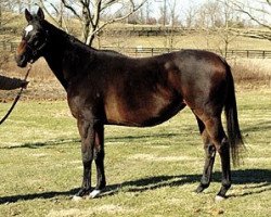 broodmare Toussaud xx (Thoroughbred, 1989, from El Gran Senor xx)