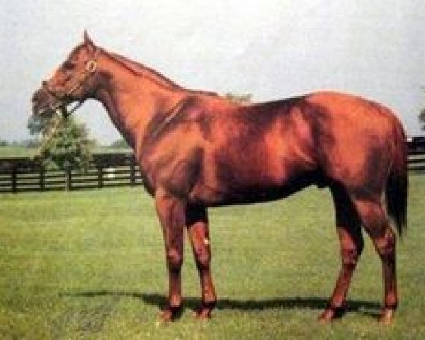stallion Lord At War xx (Thoroughbred, 1980, from General xx)