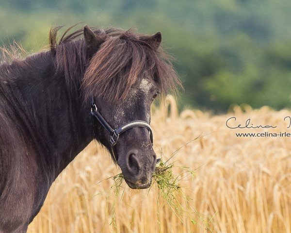 Dressurpferd Don Cartago (Shetland Pony, 1991)