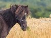 Dressurpferd Don Cartago (Shetland Pony, 1991)