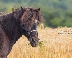 dressage horse Don Cartago (Shetland Pony, 1991)