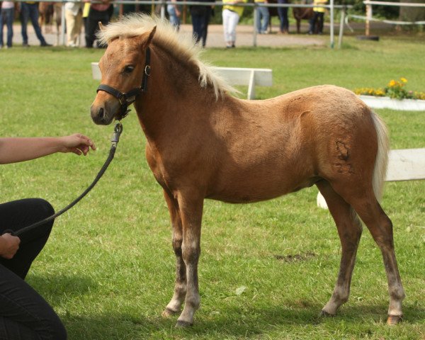 Deckhengst Barnaby MK (Deutsches Classic Pony, 2016, von Blastou v.Clus)