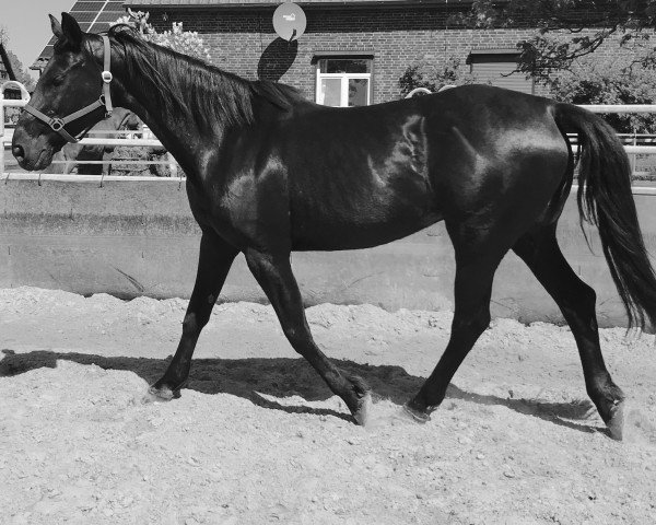 broodmare Lady Black (Hanoverian, 1999, from Lavauzelle AA)