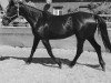 broodmare Lady Black (Hanoverian, 1999, from Lavauzelle AA)