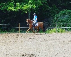 broodmare Cocky (German Riding Pony, 2003, from Cocky Man)