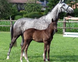 Zuchtstute Mylene (Trakehner, 2004, von Louidor)