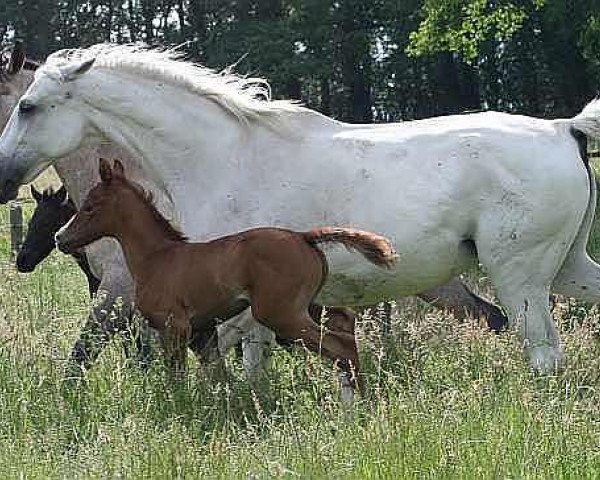 broodmare Mykene (Shagya Arabian, 1988, from Pamino)