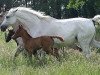 Zuchtstute Mykene (Shagya-Araber, 1988, von Pamino)