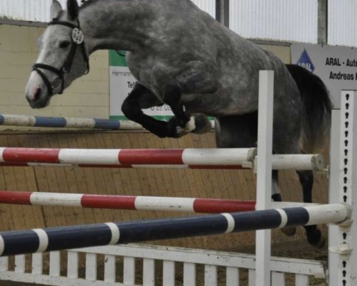 broodmare Quickmarie (Rhinelander, 2007, from Quicksilber)