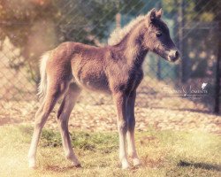 broodmare Lee MK (German Classic Pony, 2015, from KC Coyne Connection)