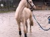 broodmare Babsi von der geest (German Riding Pony, 2016, from Bismarck)