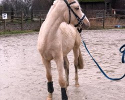 broodmare Babsi von der geest (German Riding Pony, 2016, from Bismarck)