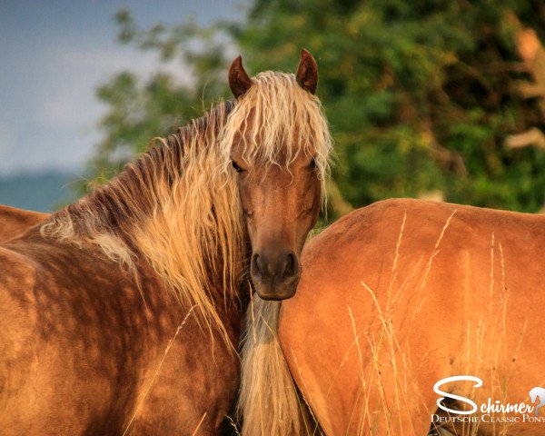 Zuchtstute Lindt MK (Deutsches Classic Pony, 2015, von KC Coyne Connection)