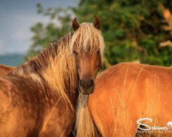 broodmare Lindt MK (German Classic Pony, 2015, from KC Coyne Connection)