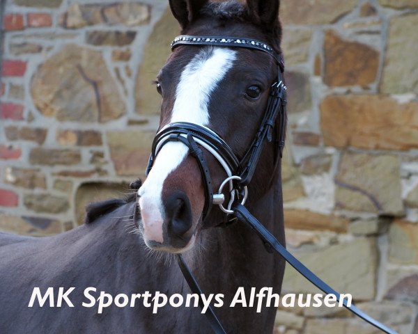 Dressurpferd La Chica de Leon CC (Deutsches Reitpony, 2013, von Champion de Leon J)