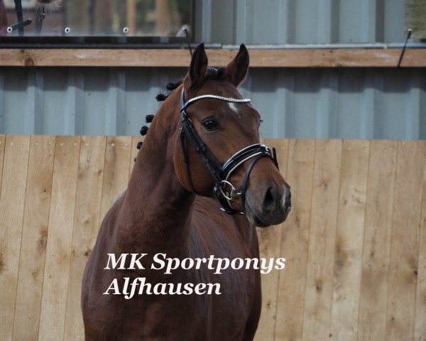 dressage horse Charlie Brown (German Riding Pony, 2014, from Champion Indeed)