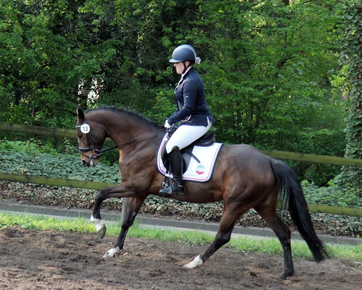 Zuchtstute Doremie (Deutsches Reitpony, 2008, von Don Diabolo NRW)