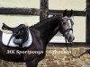 Springpferd Non Stop 49 (Deutsches Reitpony, 2013, von Nutrix)