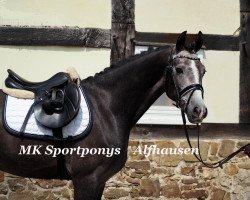 jumper Non Stop 49 (German Riding Pony, 2013, from Nutrix)