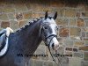 dressage horse Big Ben 143 (German Riding Pony, 2012, from Black Horse 2)