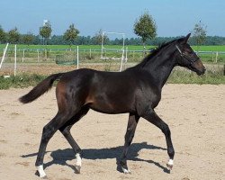 dressage horse Delilah (German Sport Horse, 2017, from DeLorean)