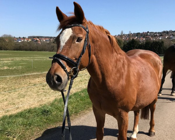 Pferd Chiquita (Zweibrücker, 2001, von Cuba)