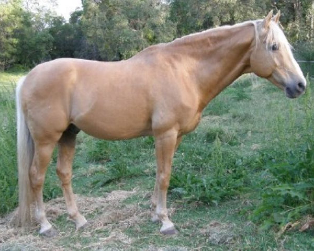 Deckhengst Sovereign Prince (Australisches Warmblut, 1986, von Lord Fury)