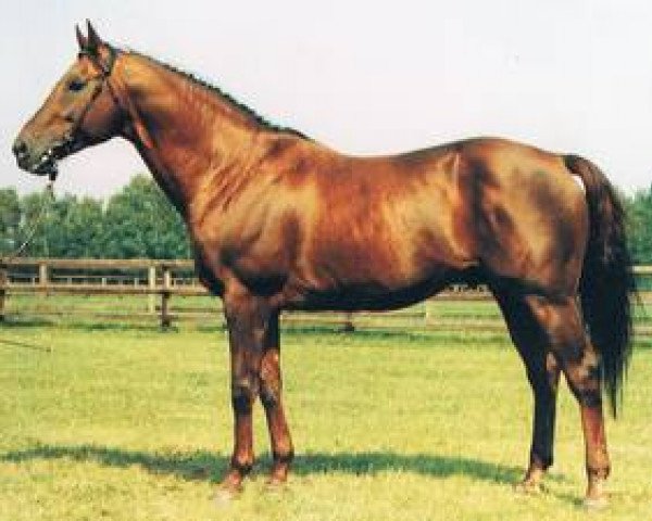 stallion Surumu xx (Thoroughbred, 1974, from Literat xx)