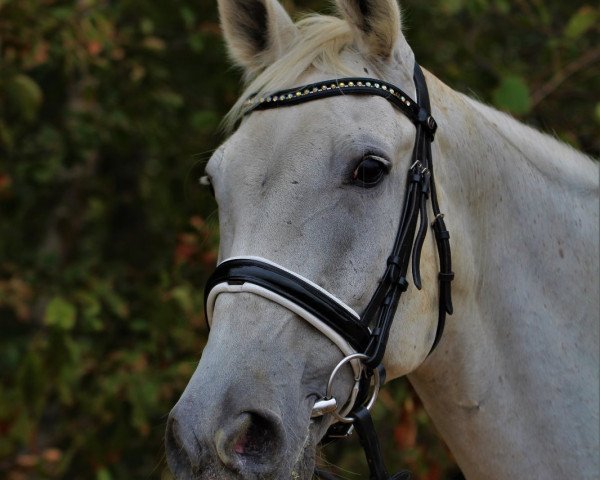 horse Grand Filou 72 (Hanoverian, 1995, from Gibraltar)