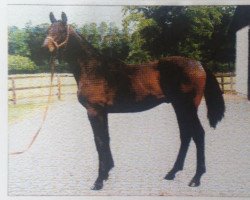 horse Oconango xx (Thoroughbred, 1993, from Acatenango xx)