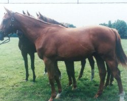 horse Olmedo xx (Thoroughbred, 1997, from Lomitas xx)