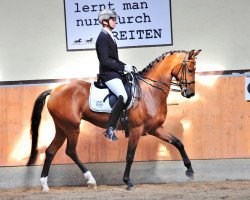 dressage horse Via Nova (Westphalian, 2011, from Vitalis)