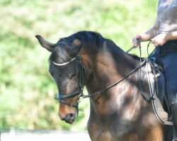 dressage horse Snuggles (Hanoverian, 2008, from San Remo)