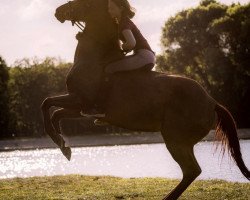 horse Roxy (Hanoverian, 2006)