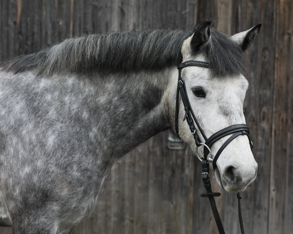 horse Variante (Connemara Pony, 2014, from Irish Boy of Hazelfield)