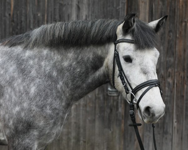Pferd Variante (Connemara-Pony, 2014, von Irish Boy of Hazelfield)