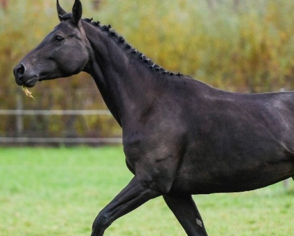 broodmare Dancing Diva (Swiss Warmblood, 2013, from Dancier)