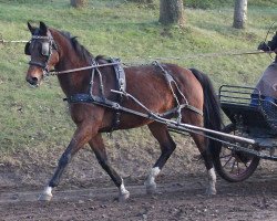 Zuchtstute Belladonna (Mecklenburger, 2003, von Black Magic Boy)