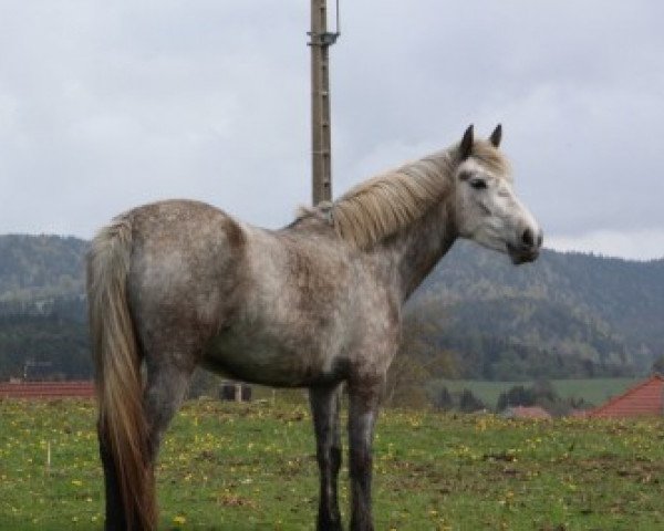 Dressurpferd Ashqai D'Orcamp (Französisches Pony, 2010, von Dexter Leam Pondi)