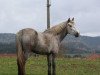 dressage horse Ashqai D'Orcamp (French Pony, 2010, from Dexter Leam Pondi)