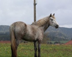 Dressurpferd Ashqai D'Orcamp (Französisches Pony, 2010, von Dexter Leam Pondi)